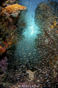 Tons of fish on this small reef by Andy Lerner 